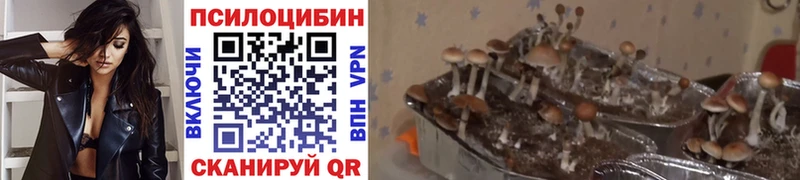Купить  Лебедянь  Галлюциногенные грибы прущие грибы 